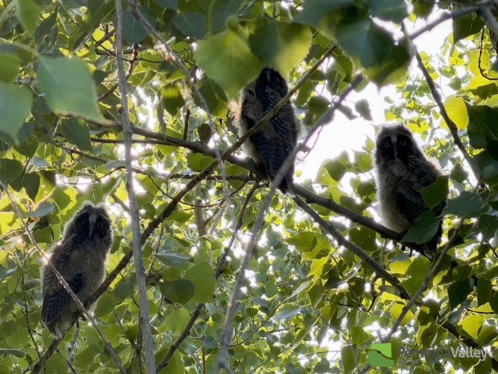 three long-eared owlets